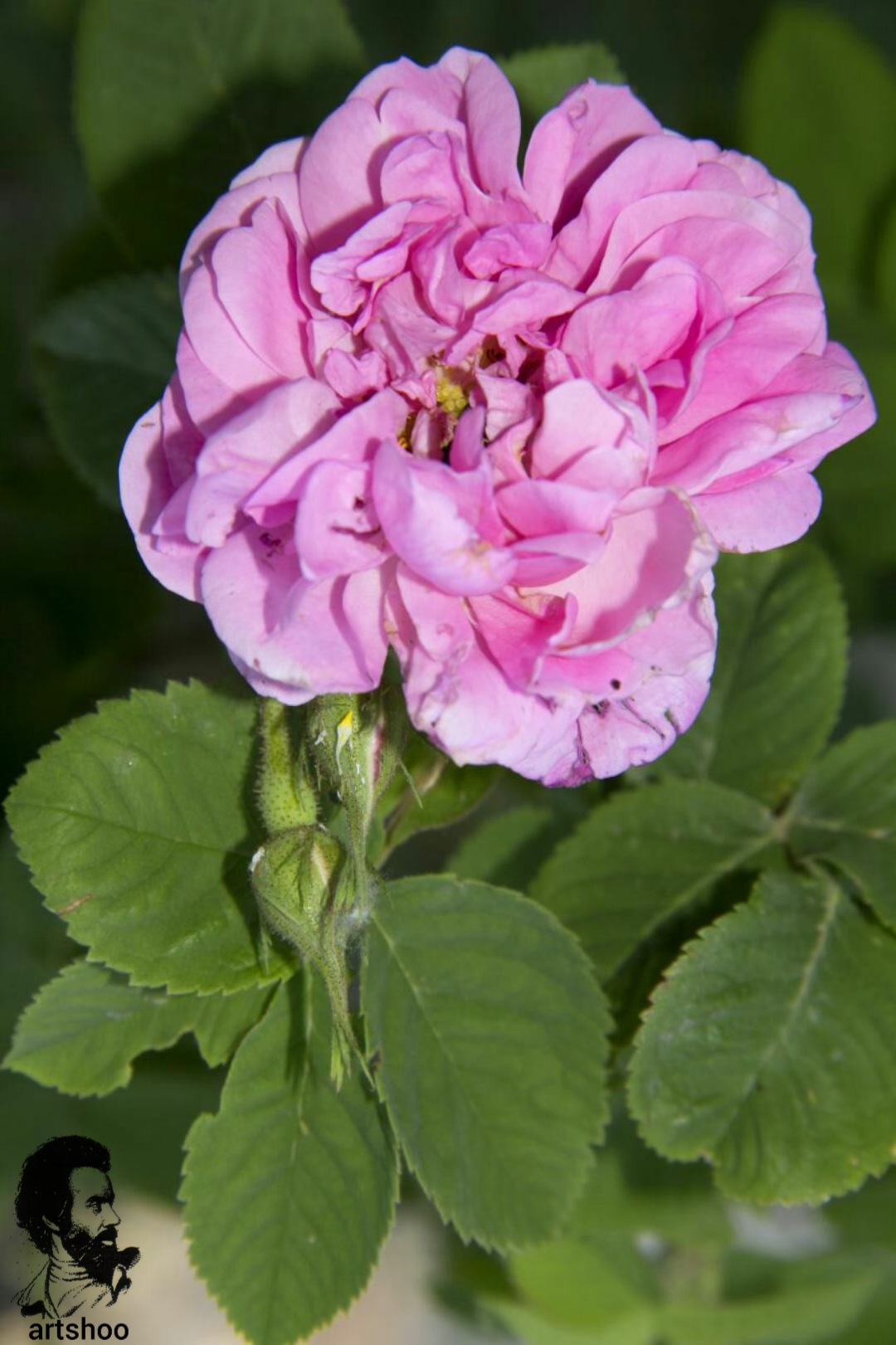 گل اورژینال رنگ روغن